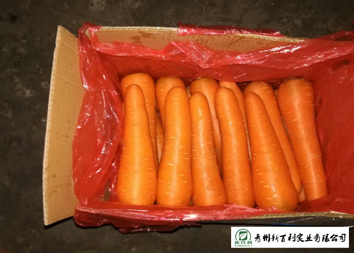 Own Plantation Fresh Chinese Carrot No Stain For Frozen Vegetable Factory
