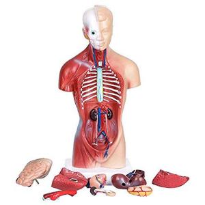 China 42cm 4D Human Anatomy Model For Medical Teaching wholesale