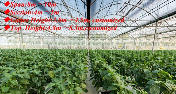 Agricultural Greenhouse Ltd. Presents Large Vertical Hydroponic System for Lettuce