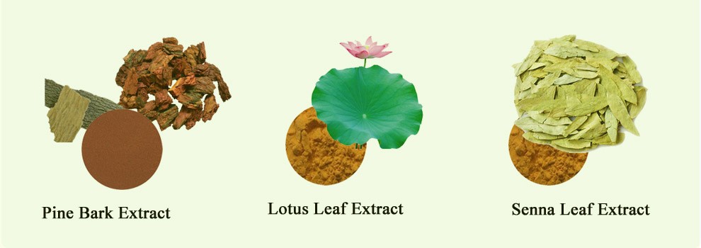 Factory Price Natural Cactus Extract for Medicine