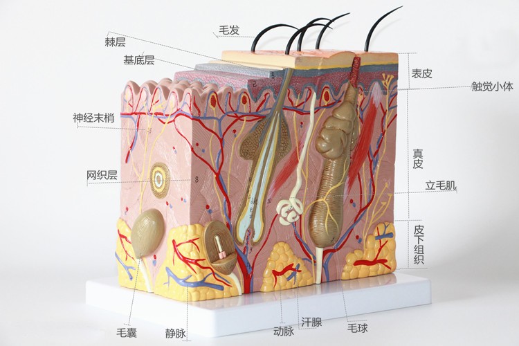 Medical Anatomy Human Skin Model For Science Classroom Study Display Teaching