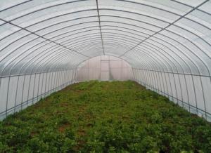 China Galvanized Steel Hoop Style Greenhouse , Vegetable Pe Film Greenhouse Side Height 1 / 2m wholesale