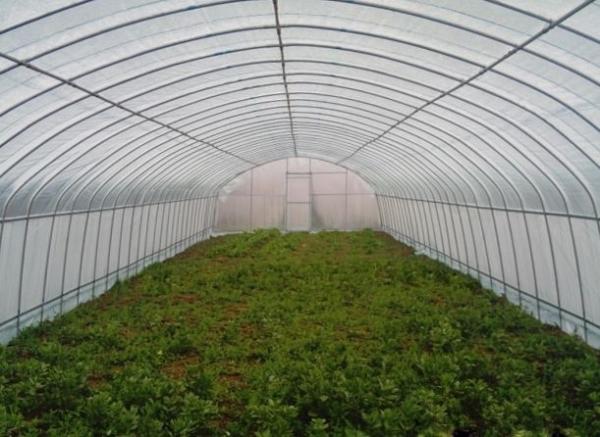 Galvanized Steel Hoop Style Greenhouse , Vegetable Pe Film Greenhouse Side