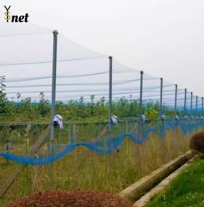China HDPE Heavy Duty Bird Netting Reusable Anti Bird Net For Agriculture wholesale