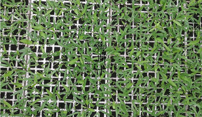 120 50 Wellseedling Tray Eps200 Well Seedling Nursery Tray In Electronics Hardware
