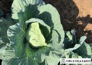 China Healthy Chinese Flat Cabbage , Early Round Dutch Cabbage Natural Green wholesale