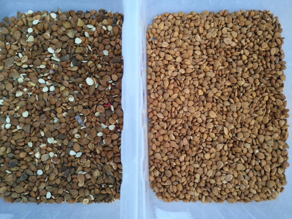 Automatic Macadamia Nut Color Sorter Nuts Color Sorter Macadamia Kernel Shell Separator Equipment
