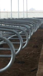 China Stainless Steel two side cow free stall Anti Corrosion wholesale