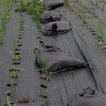 Non Woven Weed Barrier Fabric, Heavy Duty Landscape Ground Cover, Anti-Weed