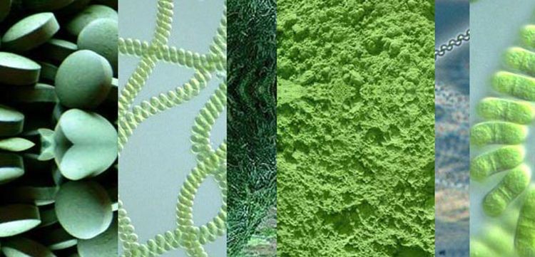 Liquid Chlorella Disc Stack Centrifuges Concentration Equipment For Algae 2 Phase