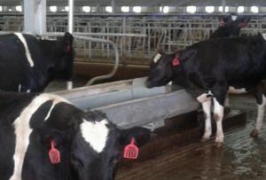 China Farm Drinking Feeding 8m Stainless Steel Cattle Trough wholesale