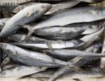 1kg Up Whole Round IQF Frozen Spanish Mackerel