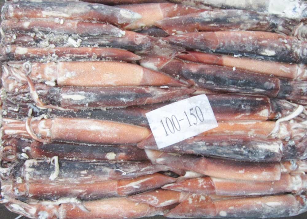 Argentina Squid Dried Salted Squid Bqf 10 Kg Net Weight 100-150 Size