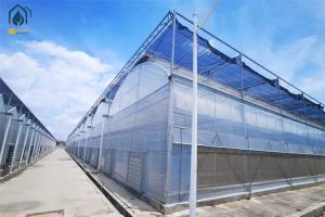 China Hydroponic Tomato Lettuce Agricultural Multi Span Plastic Greenhouse wholesale