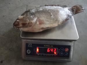 China Hot Sale of Frozen Cleaning Tilapia Fish From Farm Raised wholesale