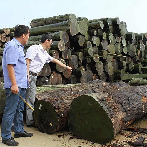 Hotel Natural White Ash Veneer Wood Burl Grain Thickness 0.55mm Good Price For For Hotel Decoration China Wholesale