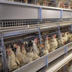 China H Shaped Small Stacked Layer Chicken Cage Can Be Customized wholesale