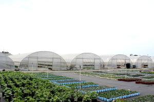 China Plastic PE Film Wind Resistant Poly Tunnel Tomato Greenhouse For Sale wholesale