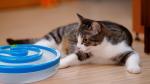 Pet Dish Cat Feeding Bowls R104 Toy Tracks Ball Sound Light With CE/ROHS