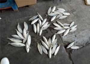 China Whole Round 4pcs 6pcs Per Kg Frozen Indian Mackerel For Restaurant wholesale