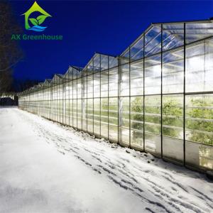 China Venlo Winter Glass Tomato Greenhouse wholesale