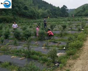 China 5 Ounce Weed Barrier Control Fabric Ground Cover Membrane Professional Woven and Non-Woven Landscape wholesale