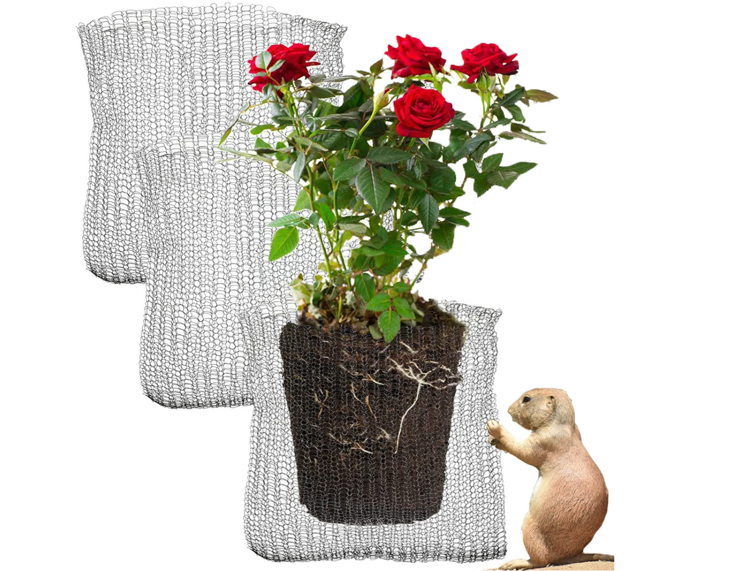 Root Guard Gopher Basket 5 Gallon Gopher Wire Planting Baskets