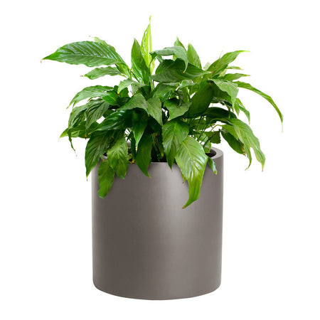 Customized Fiberglass Flower Plant Pots Round For Indoor Plants