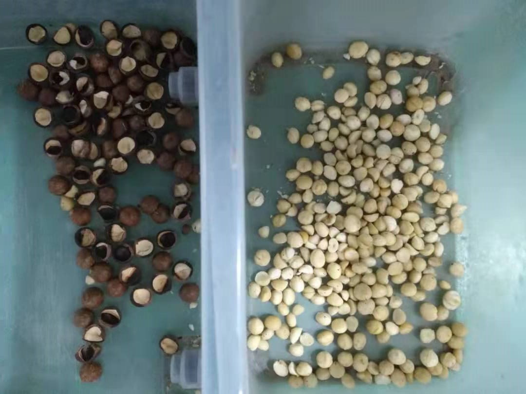 Automatic Macadamia Nut Color Sorter Nuts Color Sorter Macadamia Kernel Shell Separator Equipment