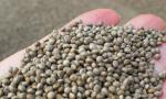 2 - 3mm Size Natural Agricultural Products Gray Perilla Seeds For Oil