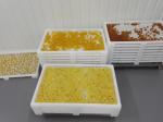 Food Grade Plastic Drying Trays Pharmaceutical Drying For Softgel Capsules and