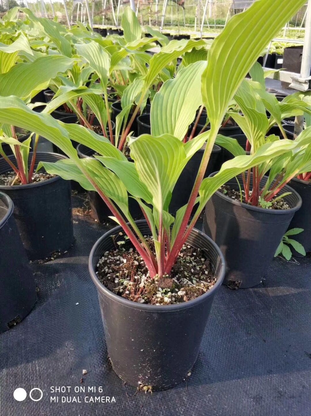 1gallon small garden plant black plastic nursery flower fast root growth pots for plants