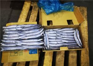 China Cololabis Saira High Protein #1 Frozen Pacific Saury wholesale