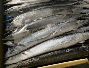 China Cololabis Saira High Protein Whole Round Sea Frozen Pacific Saury #4 wholesale