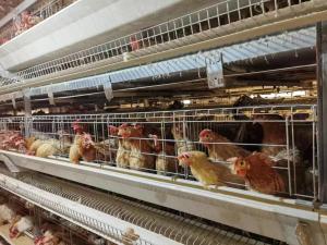 China 120 Chicken Capacity Battery Cage System In Poultry Farm wholesale