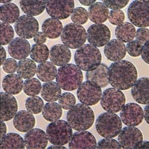 China 10 - 30 μm 20% Volume Ratio 1000 mL NHS Activated Magnetic Beads wholesale