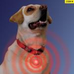 Pet Dog LED glowing pendant necklace Safety puppy Cat Night Light Flashing