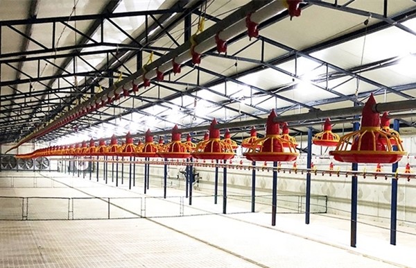 22ton 220V Auger Automatic Pan Feeding System Shed