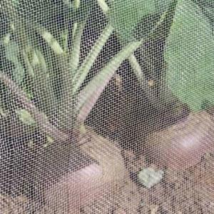 China Anti - Aphids Insect Mesh Netting 50*25 Mesh 100% HDPE Materials wholesale