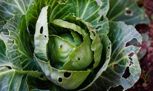 China Bio pesticide company cabbage worm caterpillar control organic wholesale