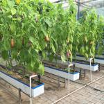 Industrial Greenhouse Hydroponic Vegetable Growing System with 11 liters Volume