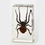 Insect Amber Resin Craft Table Decoration Paperweight