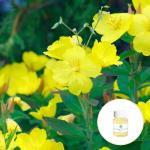 Cas 65546-85-2 Massage Essential OIls Evening Primrose Oil Rheumatoid Arthritis