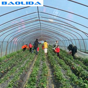 China Strawberry Growing Agricultural Single Span 2m Tunnel Plastic Greenhouse wholesale