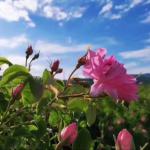 Rosa Damascena Flower Water (Hydrosols) Soothing Flora Water