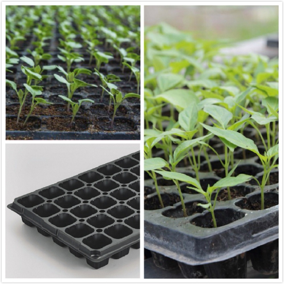 seedling tray --cheap price & high quality