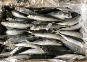 China Purse Seine Catch 60g 70g Bulk BQF Frozen Fishing Bait wholesale