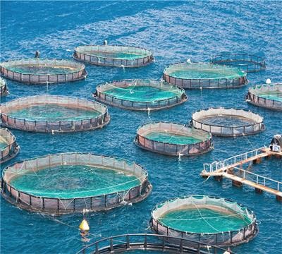 Advance Knotless Fishing Net Making Machine For Fast And Precise Production
