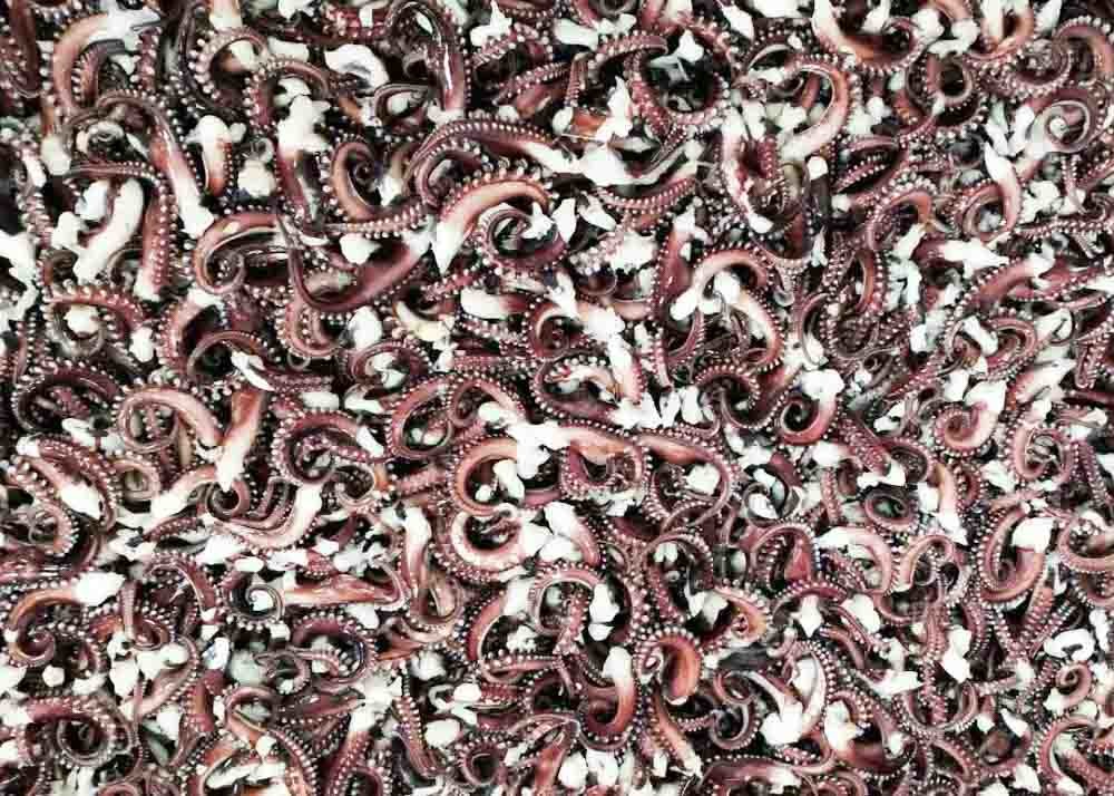 White Color Giant Sea Squid Eu Standard , Iqf Seasoned Squid Tentacle Chemical