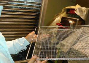 China Food Baking Stainless Steel Mesh Tray For Vegetable Dehydration 10-15mm Hole Size wholesale